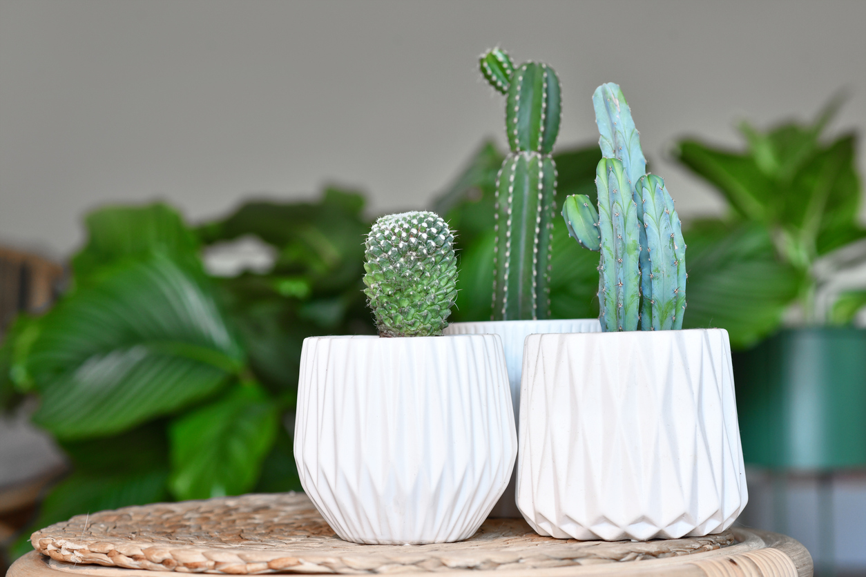 Cacti in Living Room