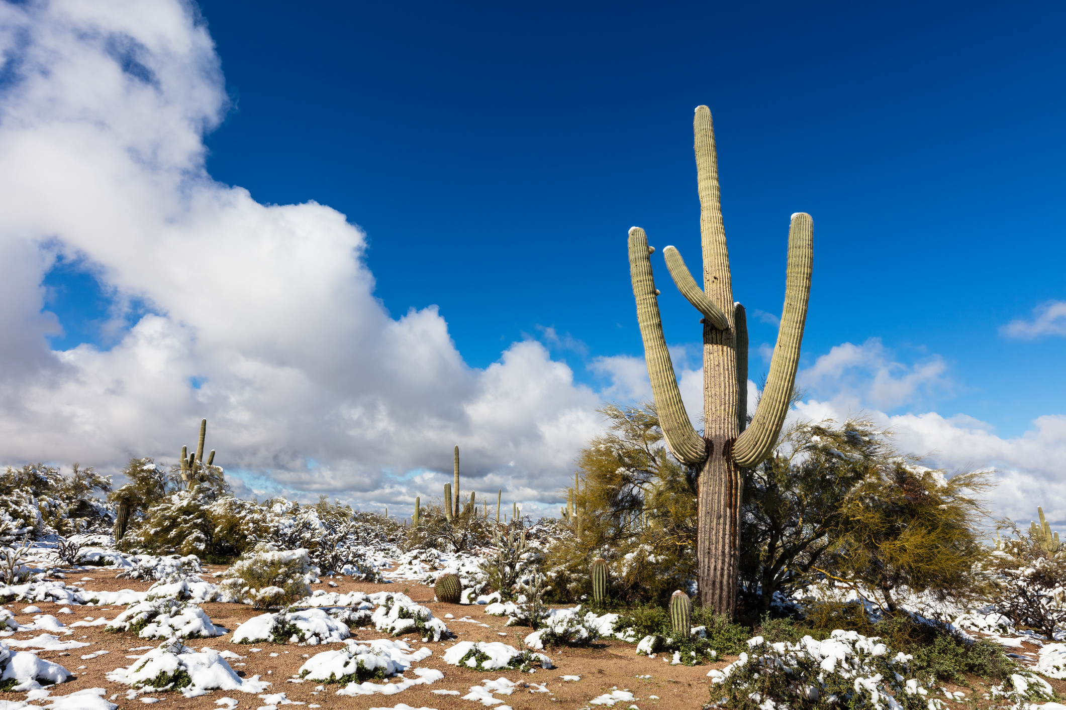 Snow in the Desert