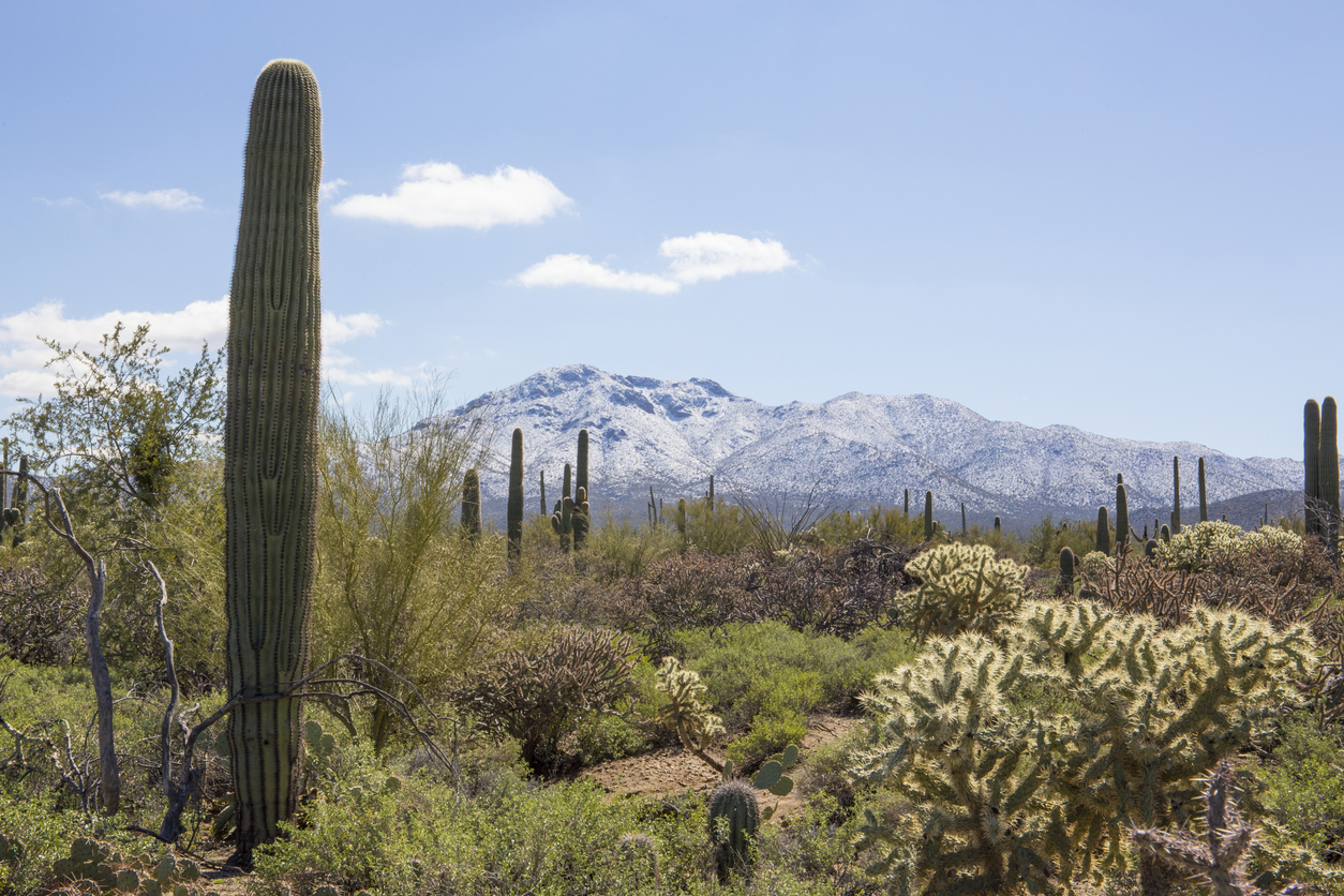 Snow on Saguaro National Park